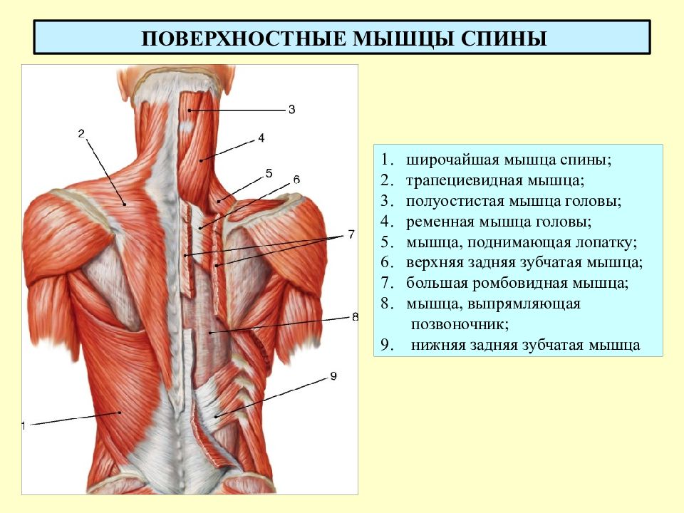 Нижняя задняя зубчатая мышца спины