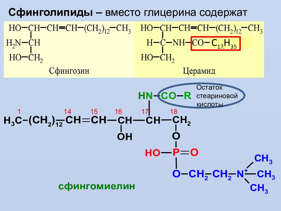 Липиды образуются из глицерина. Сфинголипиды и гликолипиды. Сфинголипиды строение. Биосинтез сфинголипидов. Остаток глицерина.