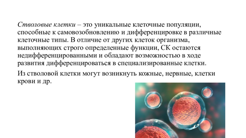 Эмбриональные стволовые клетки презентация