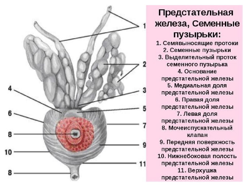 Части предстательной железы. Семенные пузырьки анатомия строение. Перешеек предстательной железы. Семявыносящие протоки с семенным пузырькам. Перешеек предстательной железы анатомия.