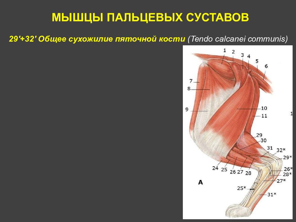 Мышцы пальцев. Мышцы пальцевых суставов. Фасции и мышцы тазовой конечности. Общие данные о мышцах.