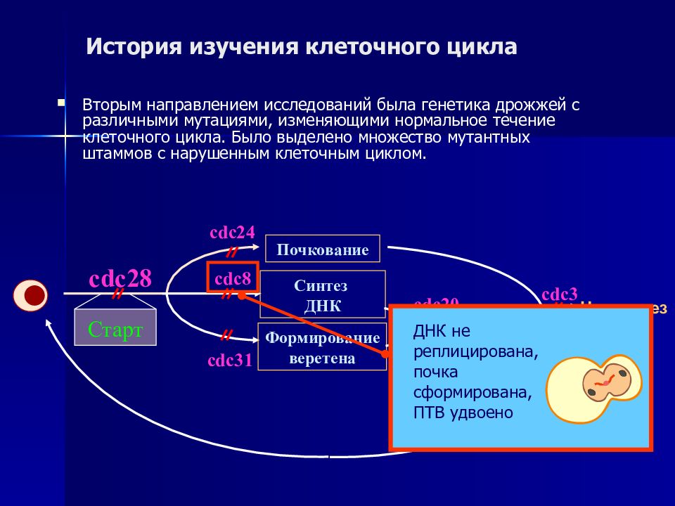 Цикл бывшие. Клеточный цикл генетика. Нарушение регуляции клеточного цикла. Клеточный цикл дрожжей. Мутантные дрожжи клеточный цикл.