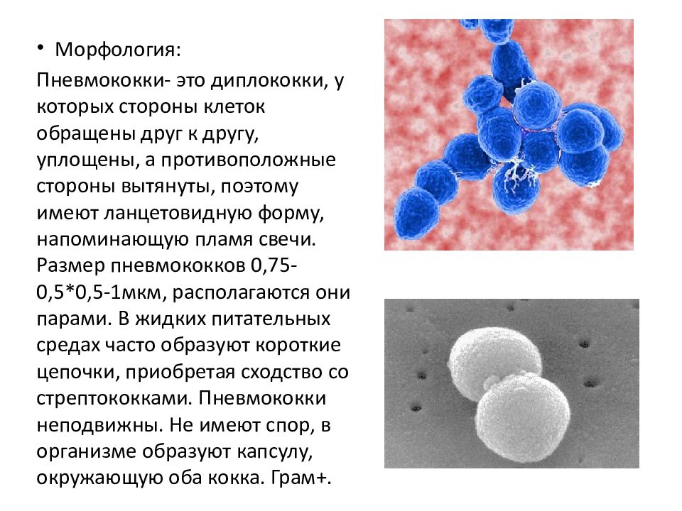 Пневмококки микробиология презентация