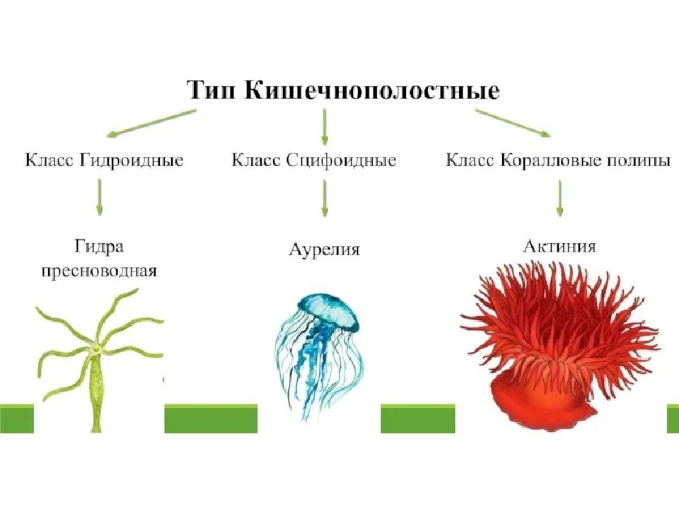 кишечнополостные 2