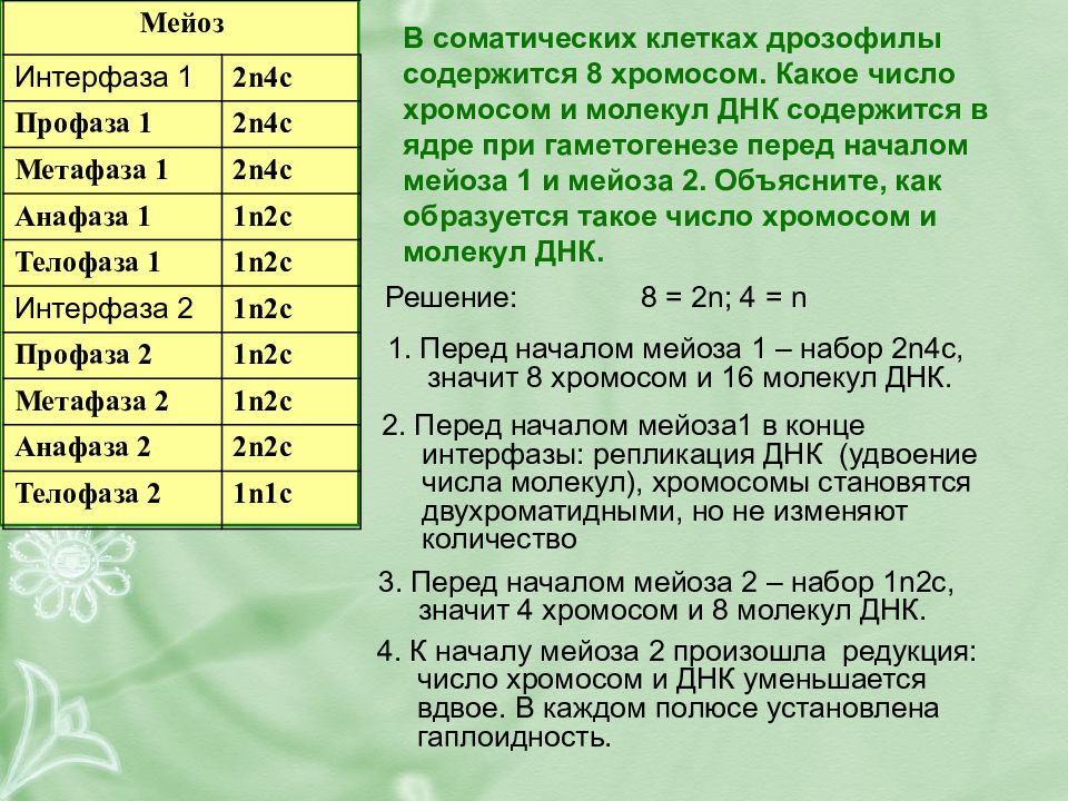 Схема мейоза с количеством хромосом и днк