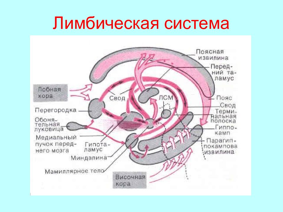 Лимбическая система картинки