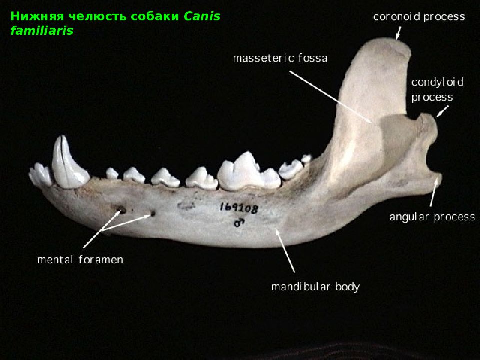 Челюсть собаки. Строение челюсти собаки. Строение нижней челюсти собаки.