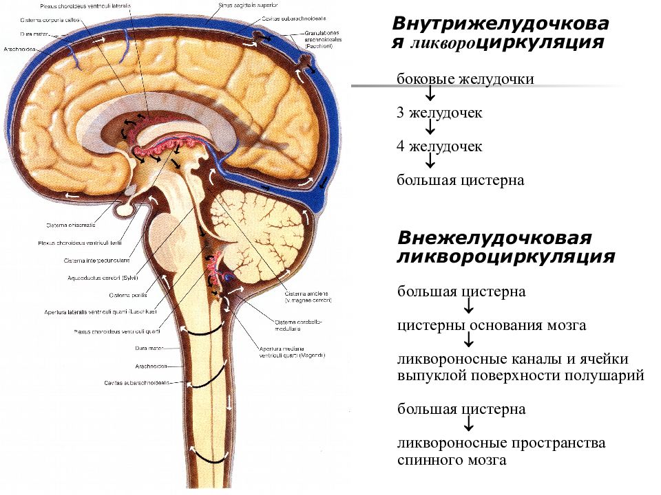 Схема оттока цереброспинальной жидкости