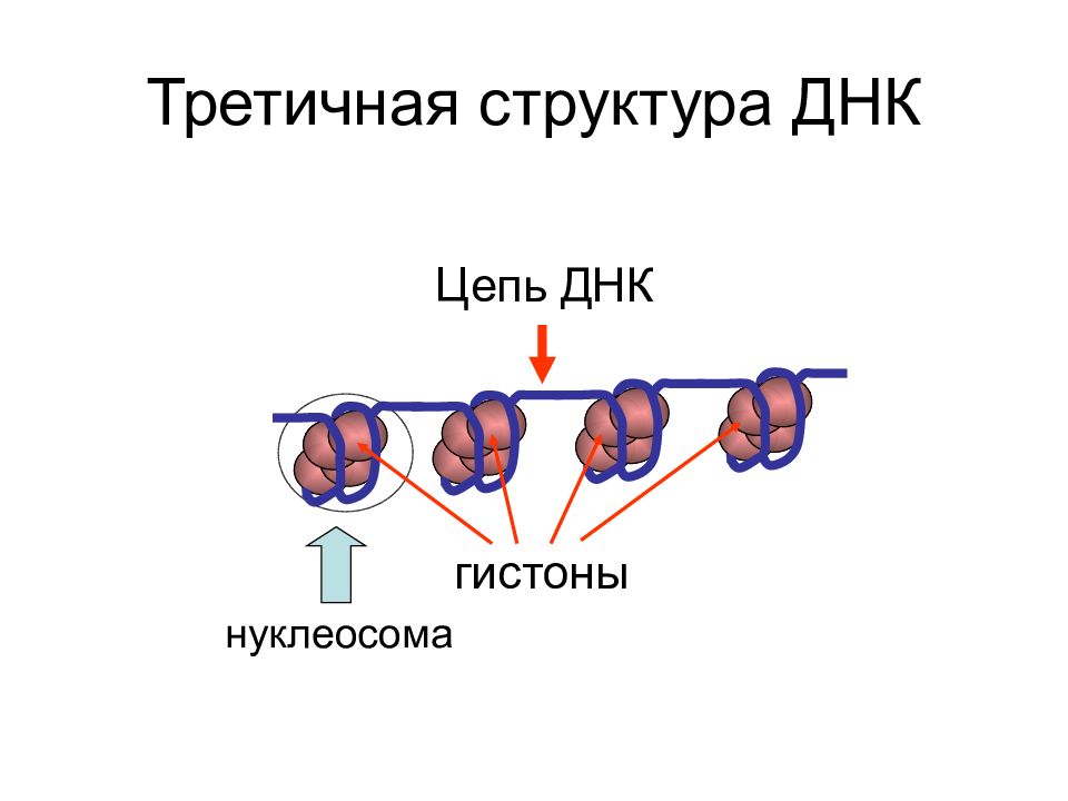 3 структура днк. Строение ДНК третичная структура. Строение ДНК третичная структура ДНК нуклеосома. Тертичнаяструктура ДНК. Третичная структура ДНК, строение нуклеосом.