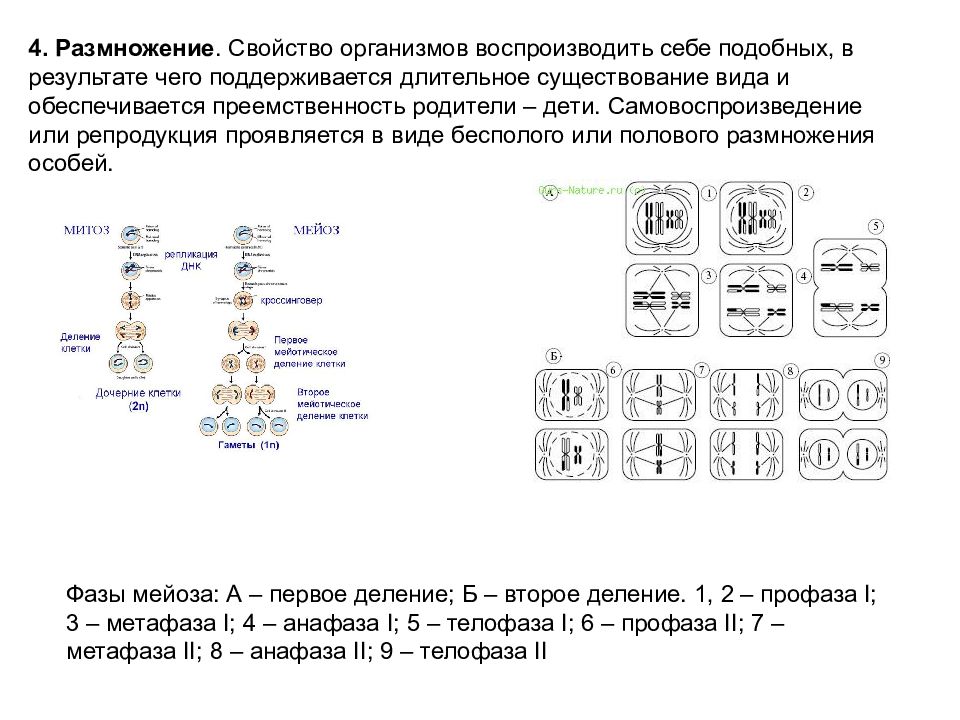 Воспроизведение биология