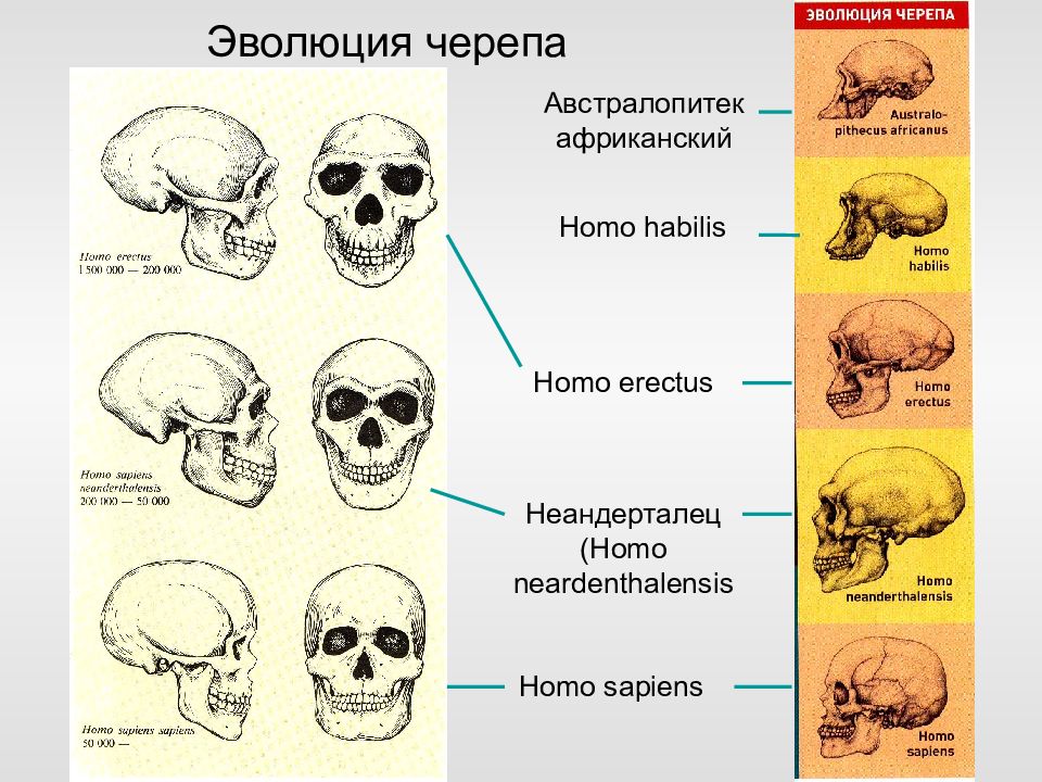 Эволюция черепа человека картинки