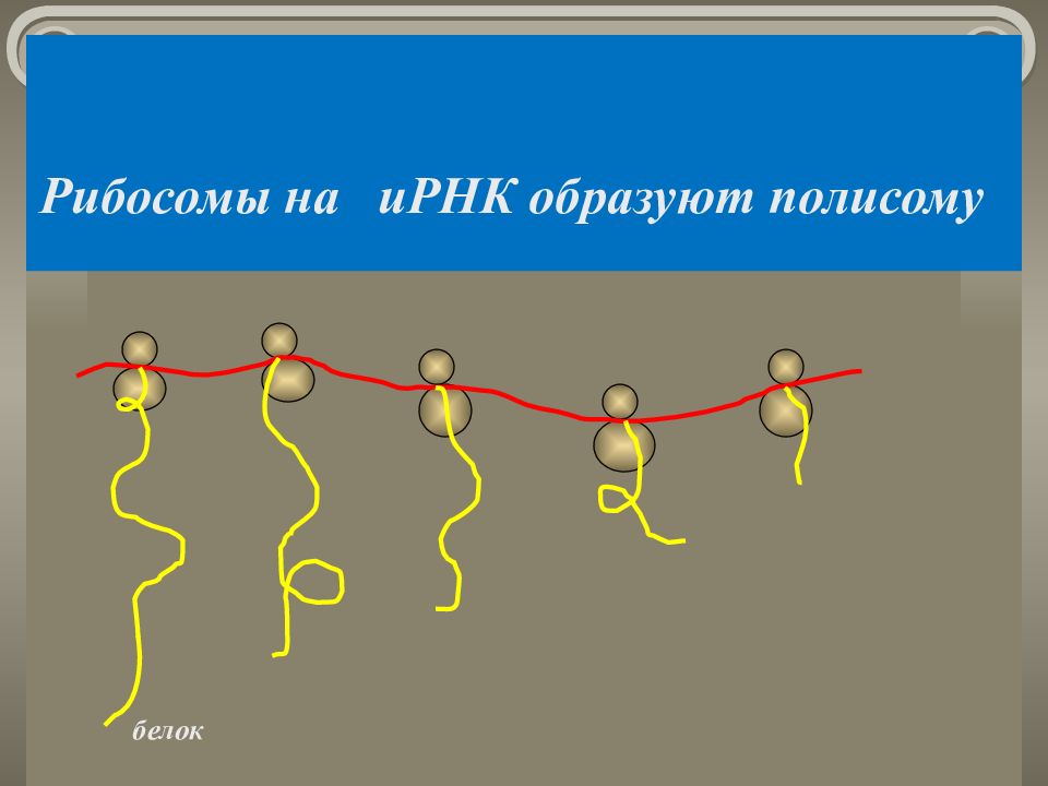 Процессы синтеза в живых клетках презентация 11 класс пономарева