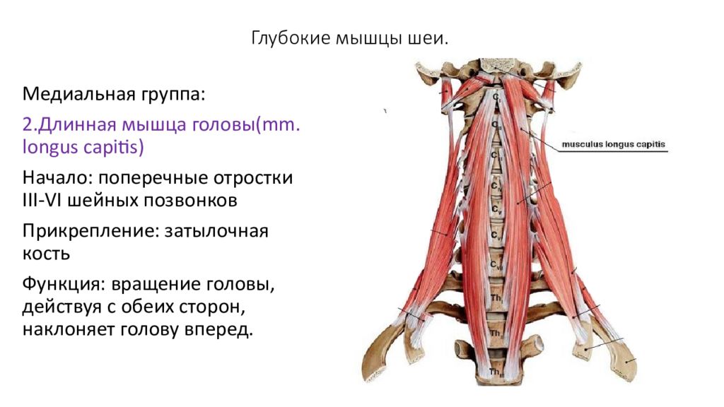 Глубокие мышцы шеи. Разгибатели шеи мышцы анатомия. Мышцы шеи задняя группа. Длинная мышца шеи анатомия. Глубокие мышцы шеи медиальная группа.