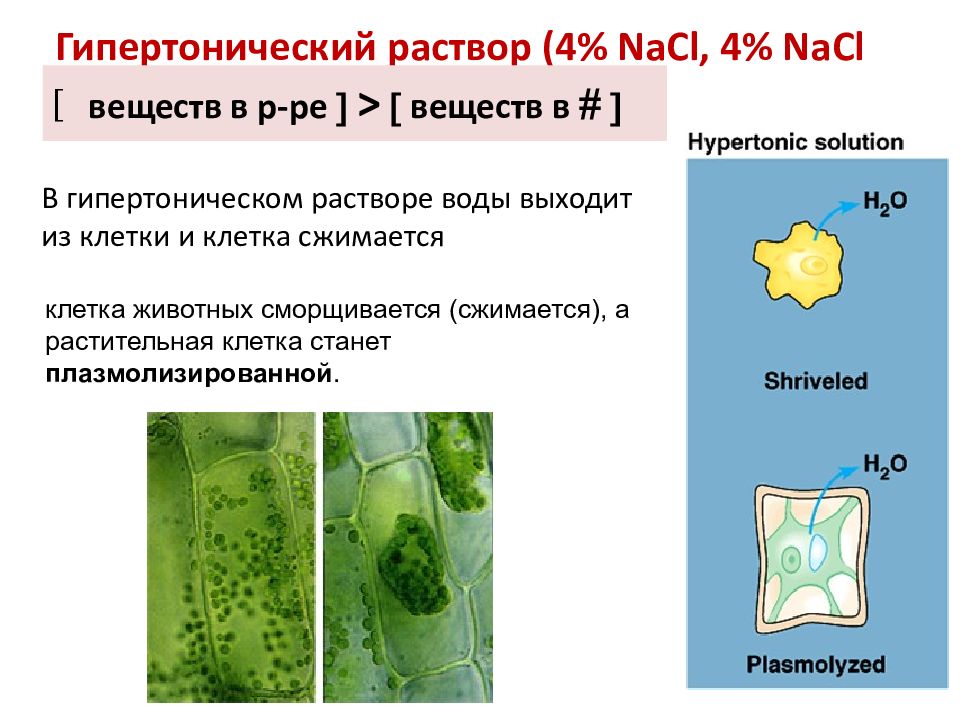 Клетка раствор. Клетка растений в гипертоническом растворе. Клетка в гипертоническом растворе. Растительная клетка в гипертоническом растворе. Клетка скукоживается в гипертоническом растворе.