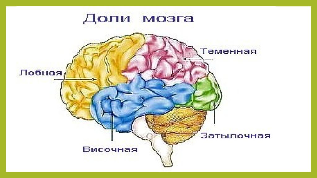 Области доли мозга. Доли головного мозга. Эмоции в головном мозге. Доли и отделы мозга.
