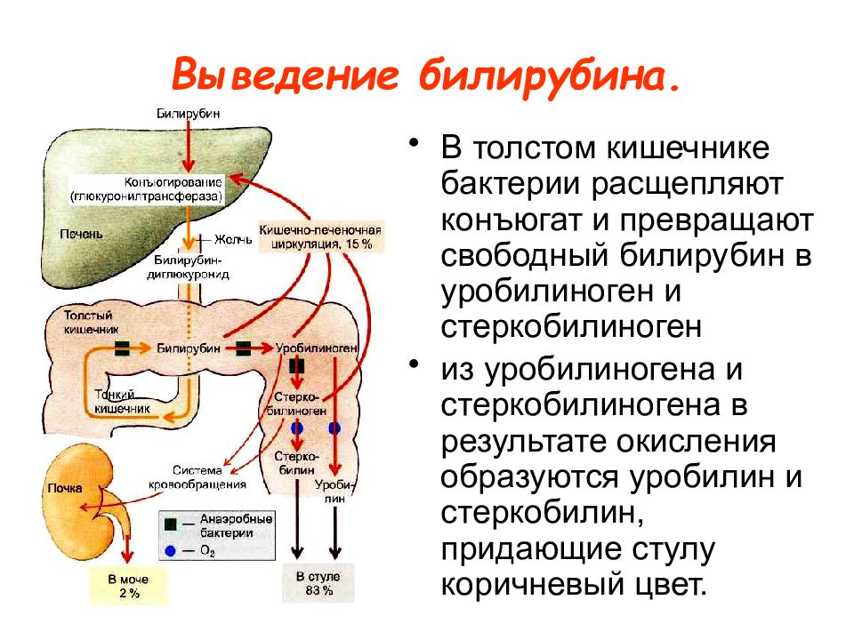 Схема превращения билирубина в кишечнике