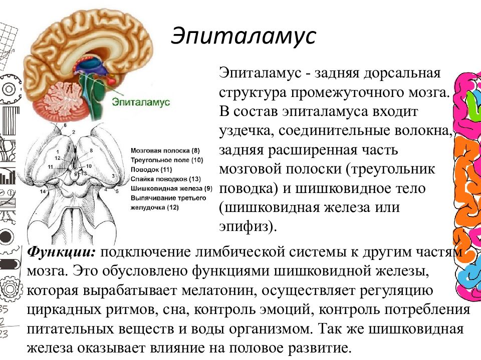 Шишковидная железа книга. Промежуточный мозг строение метаталамус. Метаталамус промежуточного мозга функции. Промежуточный мозг эпиталамус функции. Эпиталамус структуры и функции.