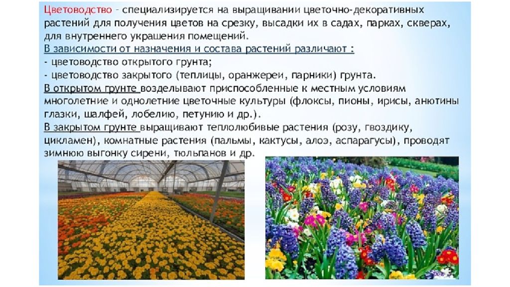Какой цветок выращивают в россии