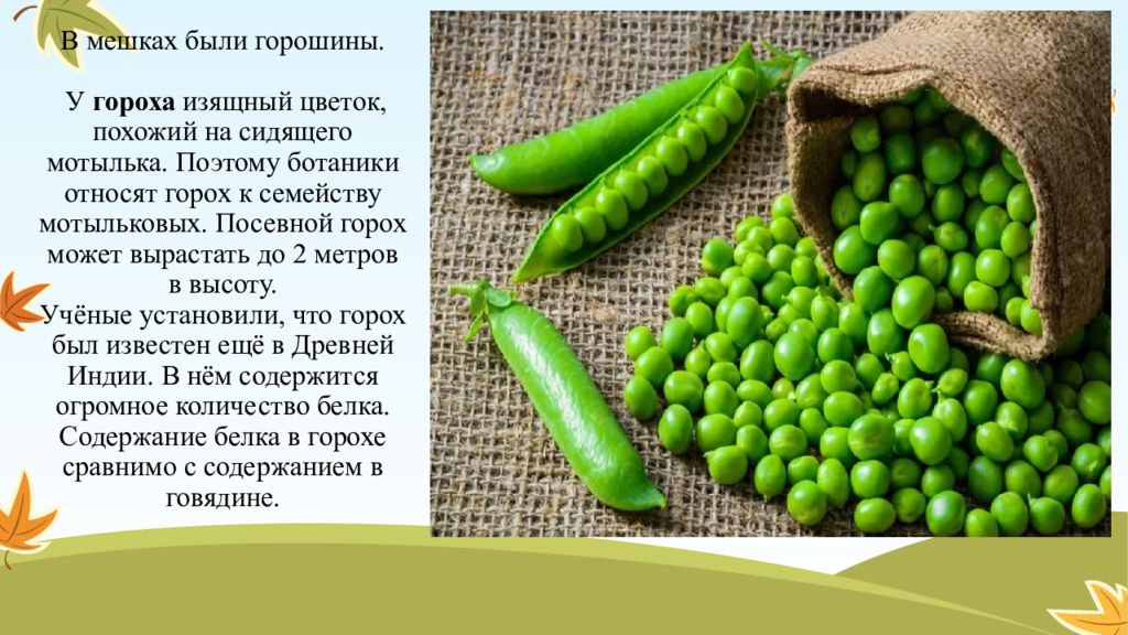 К чему относится горох. К какому семейству относится горох. Каково значение бобовых мотыльковых в жизни человека.