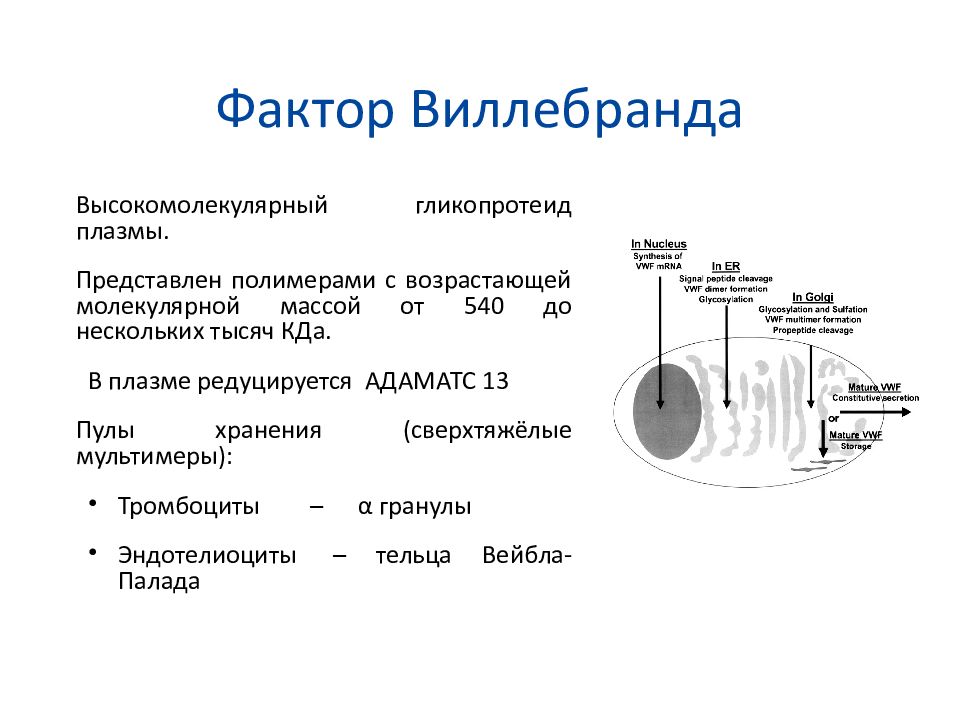 Фактор виллебранда норма