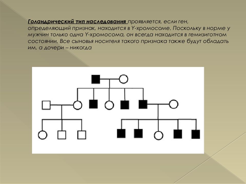 Типы наследования генов. Голандрический наследование родословная. Y-cцепленный (голандрический) Тип наследования. Голандрический Тип наследования схема. Родословная голандрического типа наследования.