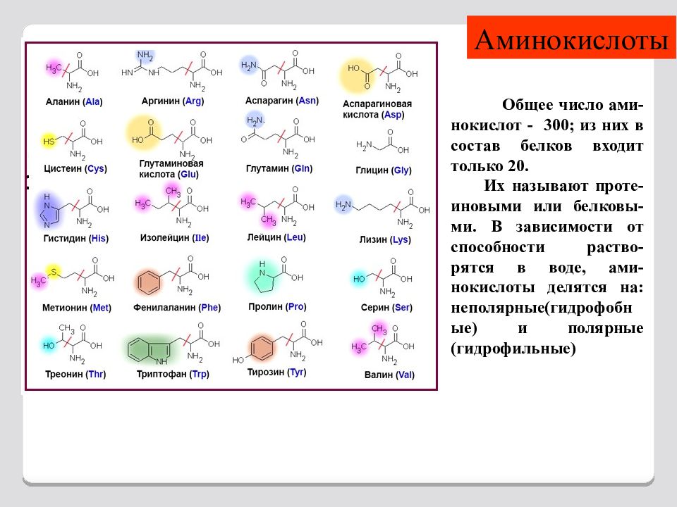 Количество белковых аминокислот. 20 Аминокислот. Ароматические аминокислоты. Аминокислоты делятся на. 20 Аминокислот входящих в состав белков.