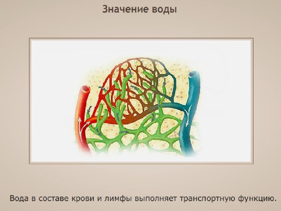 Бибн биология. Лимфокапиллярные сосуды. Строение стенок лимфокапилляров. Лимфатические посткапилляры. Стенка капилляра лимфы.