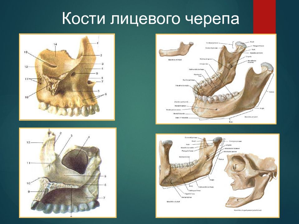 Форма костей лицевого черепа. Кости лицевого черепа. Кости лицевого черепа развитие. Онтогенез лицевого черепа. Развитие черепа в онтогенезе.