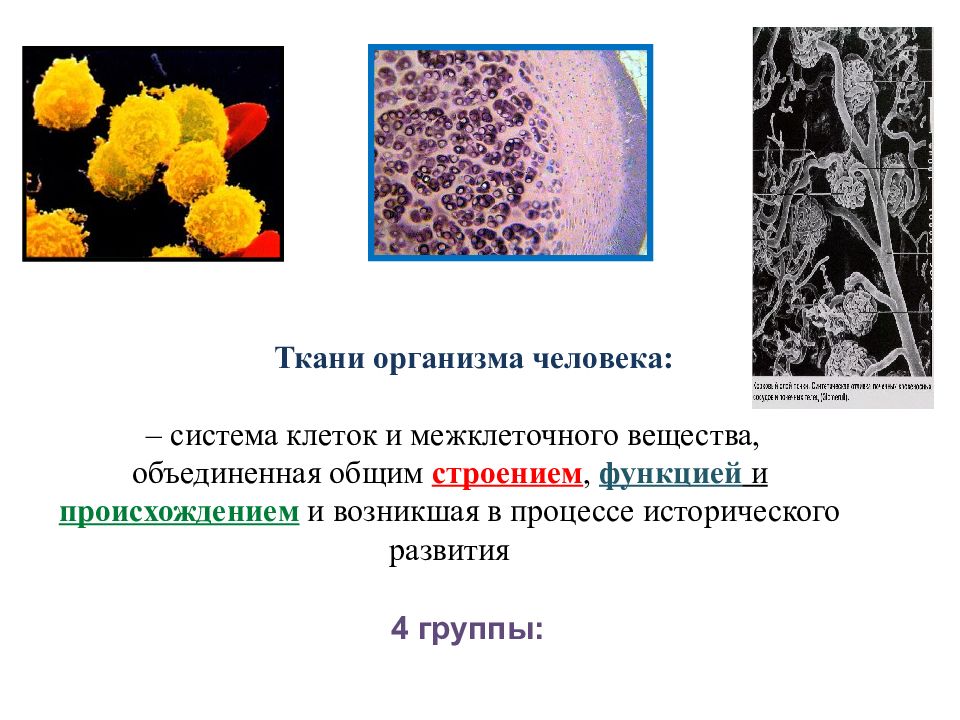 Система тканей. Система клеток и межклеточного вещества. Ткань система клеток и межклеточного вещества. Тканевая система. Клетки в тканях соединены веществом.