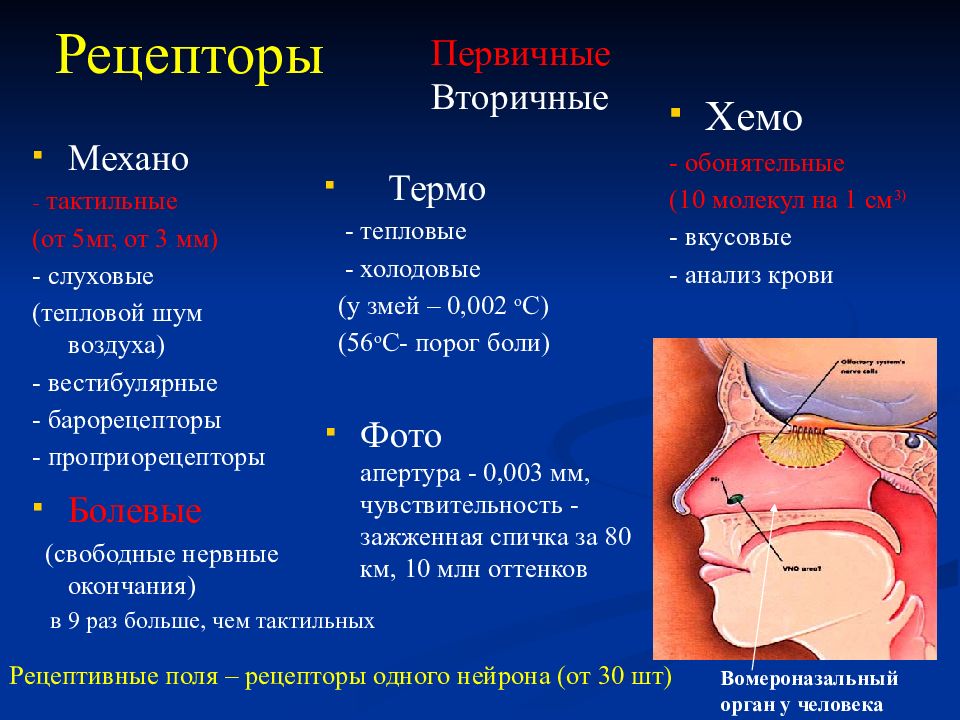 Физиология сенсорных систем картинки