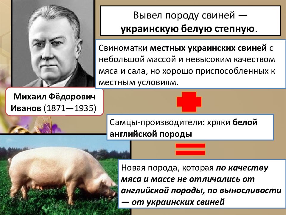 Степная свинья. Украинская белая порода свиней. Украинская Степная белая порода свиней. Порода поросят украинская Степная. Вывел породу свиней белая украинская.