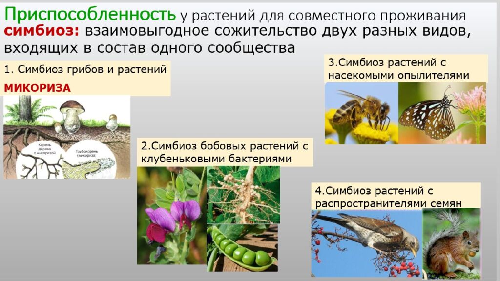 Структура растительного сообщества