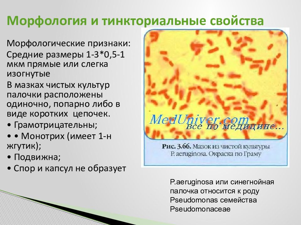 Синегнойная палочка презентация