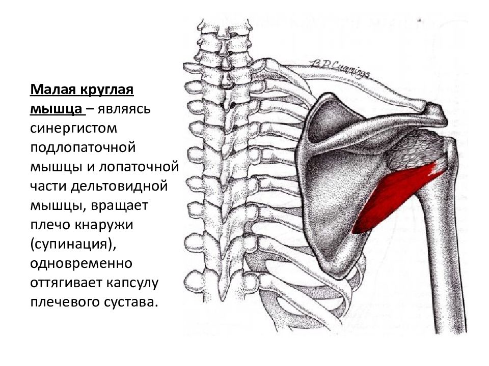 Малая круглая мышца картинка