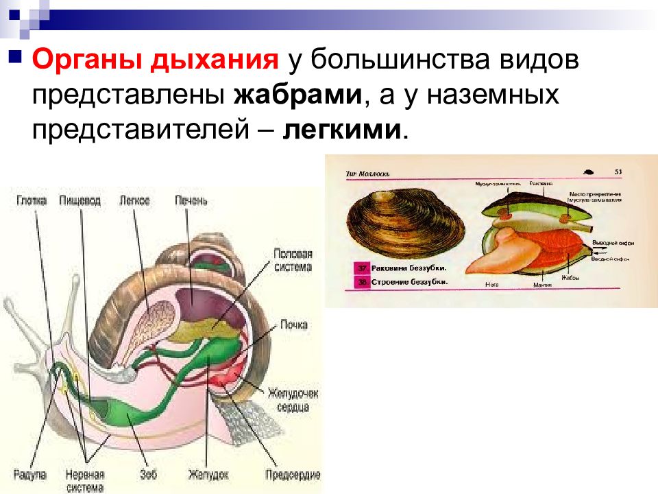 Тип моллюски полость тела. Тип моллюски органы дыхания. Тип моллюски пищеварительная система. Тип моллюски нервная система. Тип моллюски половая система.