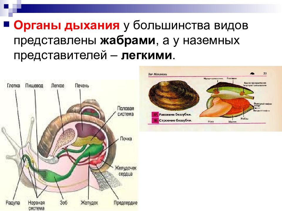 Тип моллюски органы дыхания