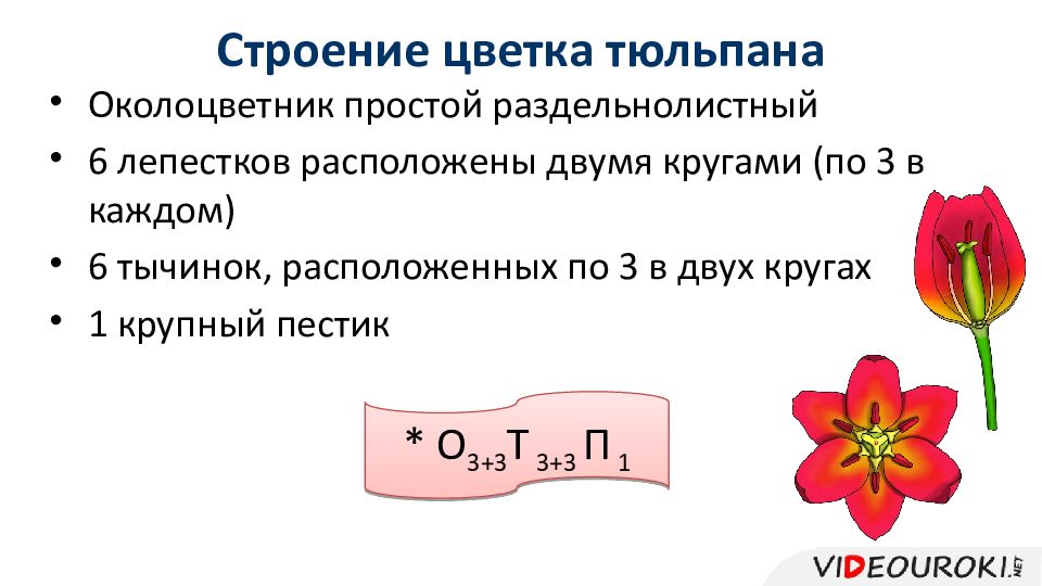 Диаграмма цветка однодольных лилейные