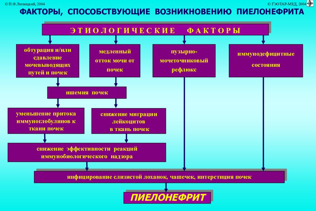 Пиелонефрит презентация патофизиология