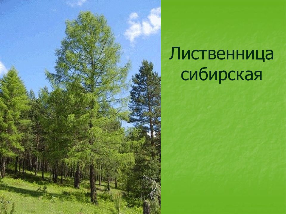 Форма лиственницы. Лиственница Сибирская крона. Форма кроны у лиственницы сибирской. Лиственница Сибирская диаметр кроны. Лиственница Сибирская плотность кроны.