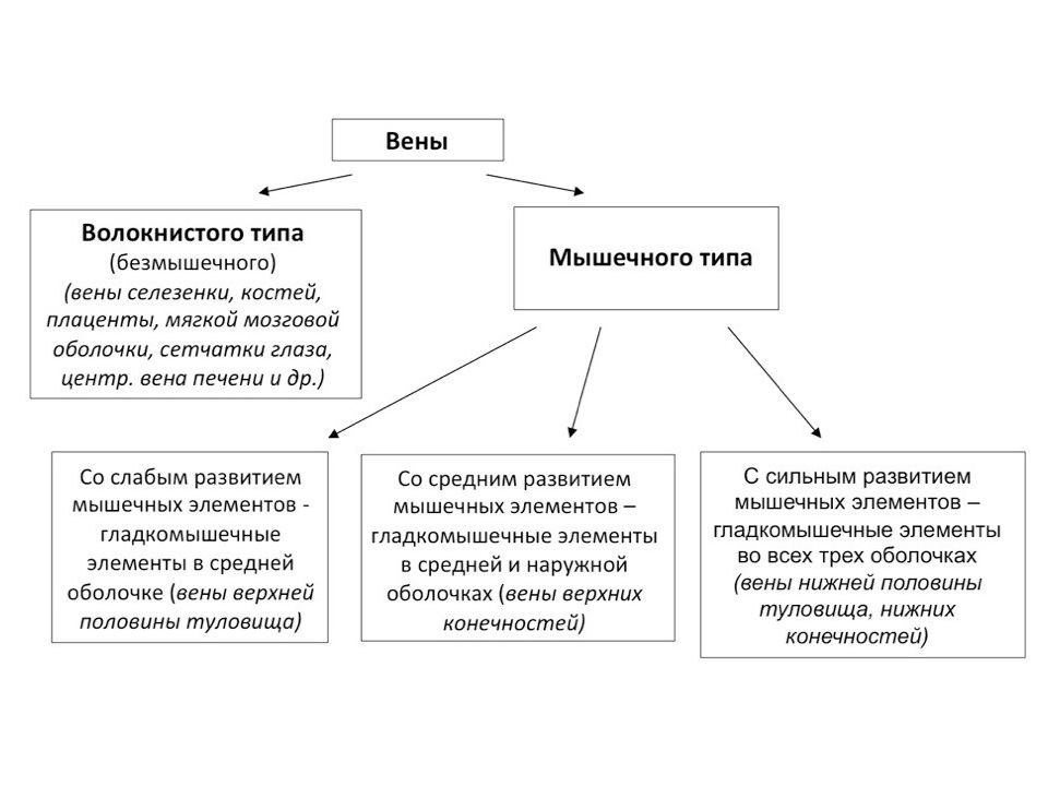 Вены функции. Строение вены безмышечного и мышечного типа. Классификация вен гистология. Строение вен безмышечного типа. Вена безмышечного типа гистология.