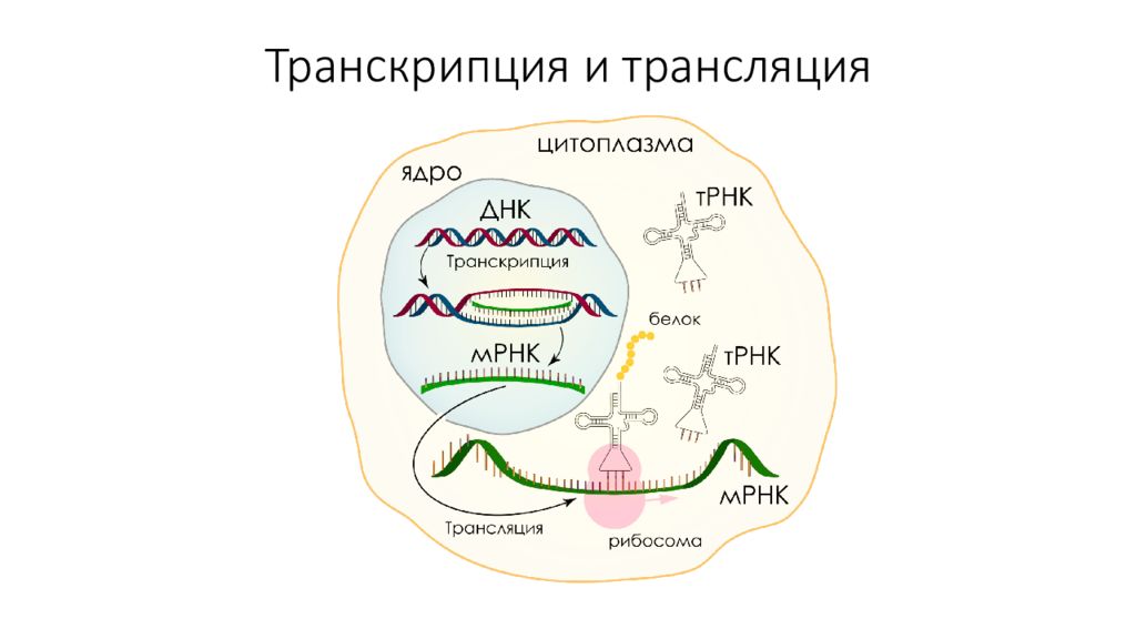 Транскрипция белков. Биосинтез белка репликация. Биосинтез ДНК репликация. Репликация ДНК И Биосинтез белка.