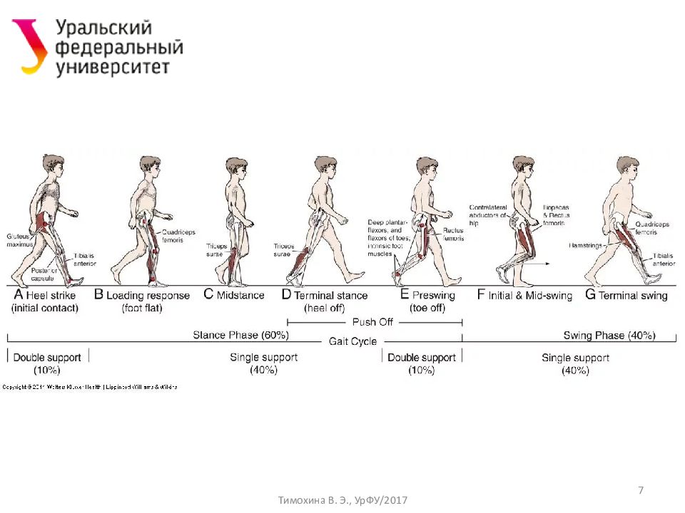 Биомеханика ходьбы. Фазы ходьбы. Динамическая анатомия ходьбы. Фазы ходьбы и бега. Биомеханический анализ ходьбы.