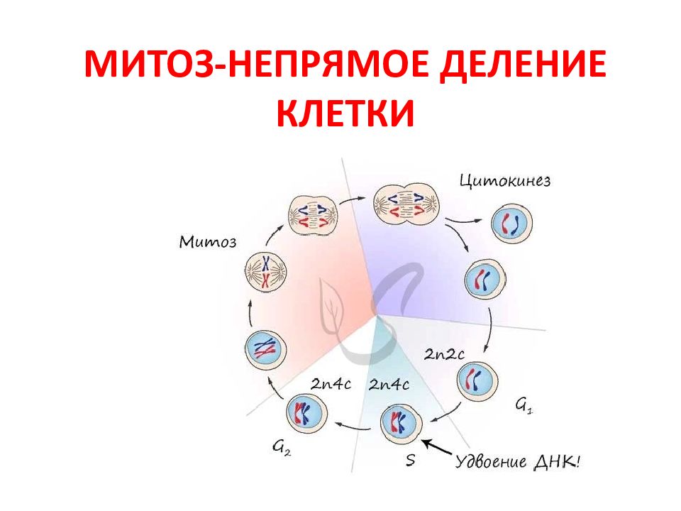 Митоз непрямое