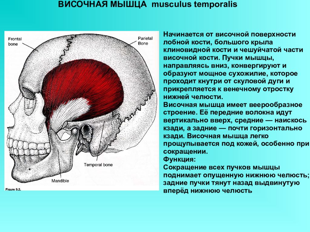 Височная. Височная мышца (m. temporalis). Темпоралис мышца. Височная мышца начало и прикрепление функции. Пучки височной мышцы.