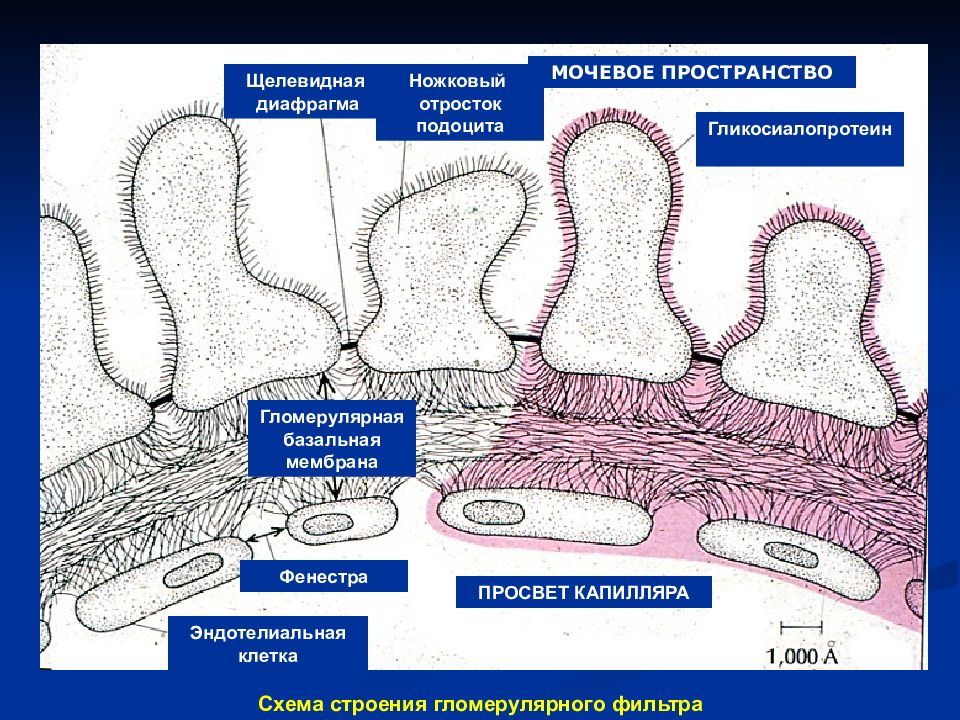 Базальная мембрана клубочка. Базальная мембрана клубочка гистология. Базальная мембрана фильтрационного барьера. Фильтрационный барьер почки гистология. Строение фильтрационного барьера почки.