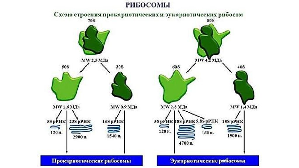 Типы рибосом эукариот