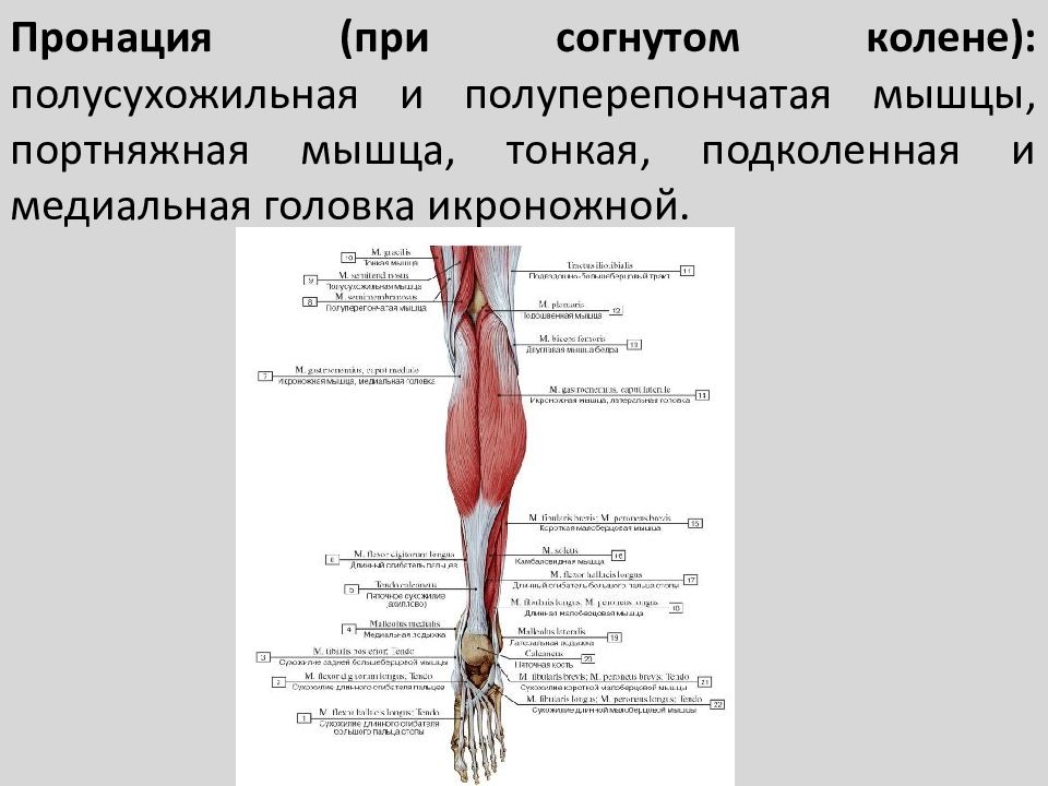 Полусухожильная мышца латынь