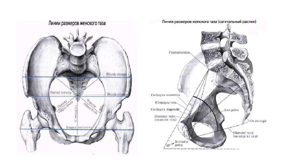 Размеры таза у женщин. Женский таз Размеры сбоку. Строение таза сбоку. Таз анатомия вид сбоку. Плоскости малого таза в акушерстве.