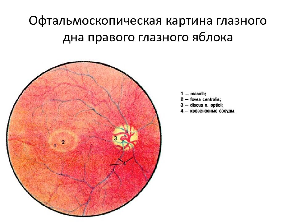 Офтальмоскопическая картина нормального глазного дна характеризуется