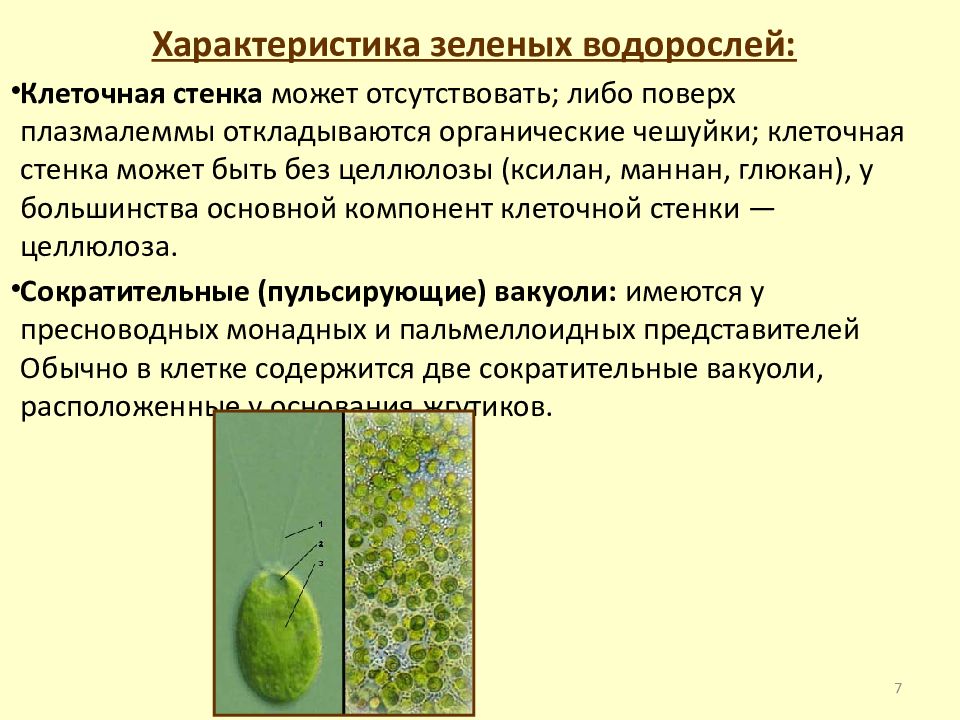 4 признака водорослей. Характеристика зеленых водорослей 5 класс биология. Отдел зеленые водоросли.